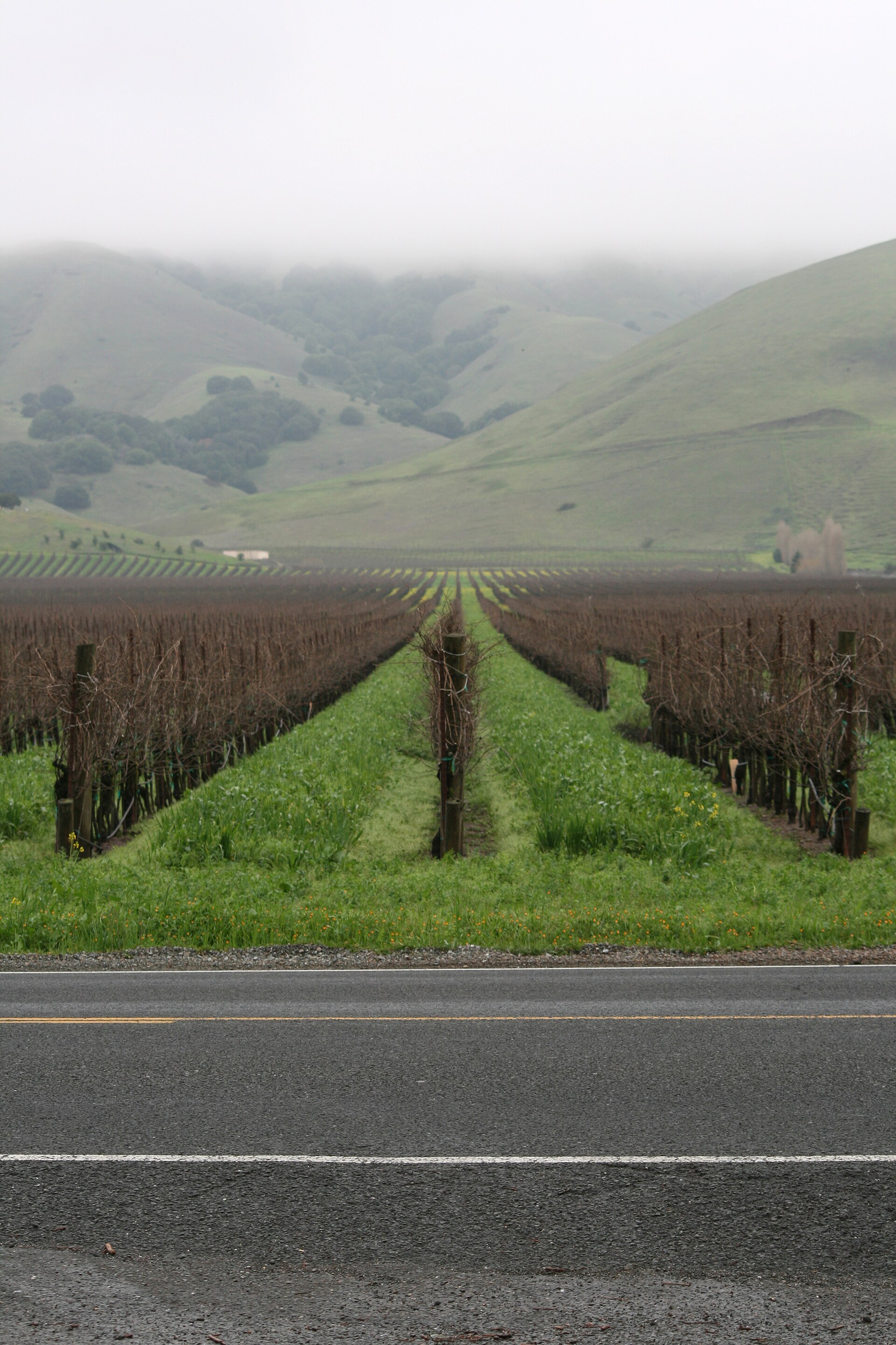 Winter vineyard rows with a cover crop between the vines